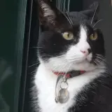 Adopta a Milo