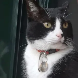 Milo