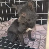 Adopta a Pixel, Tamaño Mini  Tlf 645978718