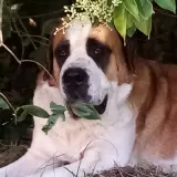 Adopta a Themis