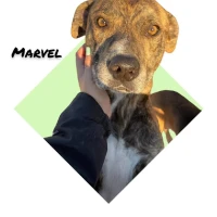 Adopta a Marvel