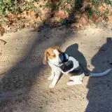 Adopta a Cloe