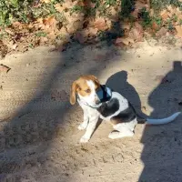 Adopta a Cloe