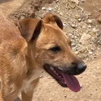 Adopta a Calcetines