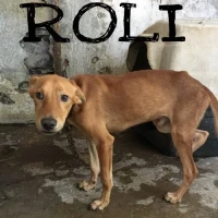 Adopta a Roli