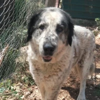 Adopta a Maggie