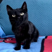 Adopta a Mixeta
