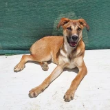 Adopta a Happy