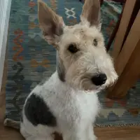 Adopta a Capitán