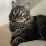 Adopta a Sawyer