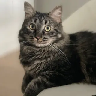 Sawyer
