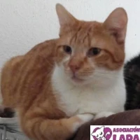 Adopta a Cedric