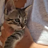 Adopta a Tom