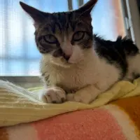 Adopta a Gusi