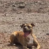 Adopta a Karma