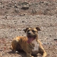 Adopta a Karma