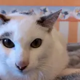 Adopta a Tokio