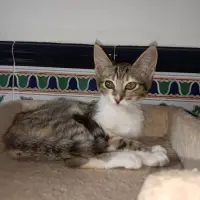 Adopta a Sadako