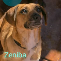Adopta a Zeniba