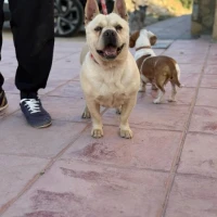 Adopta a Piña