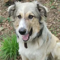 Adopta a Aiwa