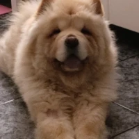 Adopta a Kai