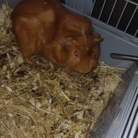 Adopta a Yogui