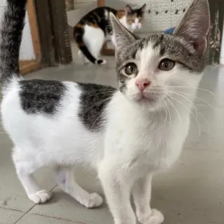 Coco