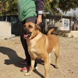 Adopta a Shira