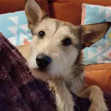 Adopta a Gala