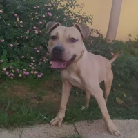 Adopta a Logan