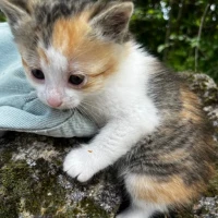 Adopta a Greta