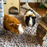 Adopta a Cacahuete Y Croqueta