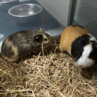 Adopta a Choco Y Crispy