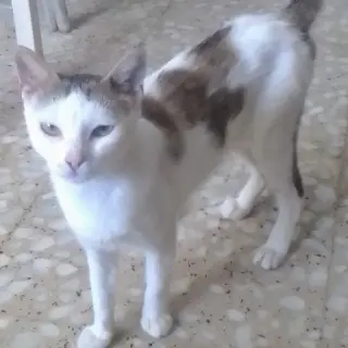 Oliva