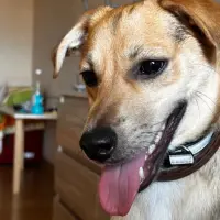 Adopta a Max