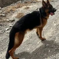 Adopta a Sam