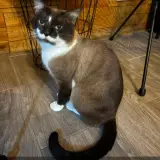 Adopta a Hindú