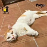 Adopta a Pulgui