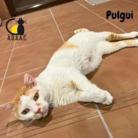 Adopta a Pulgui