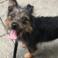 Adopta a Jazz
