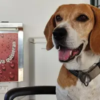 Adopta a Kira