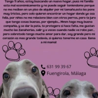 Adopta a Petunia