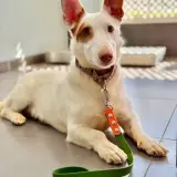 Adopta a Rodri