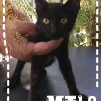 Adopta a Milo