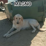 Adopta a Magno