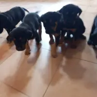 Adopta a Luna