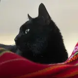 Adopta a Milo