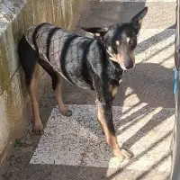 Adopta a Leo