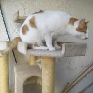 Macchia